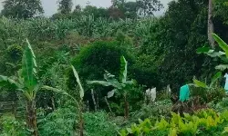 Anak harimau sumatera terjerat di Koto Tabang Agam