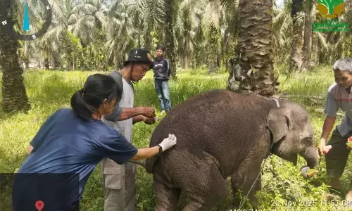 Seekor anak gajah betina mati di Bengkalis Riau