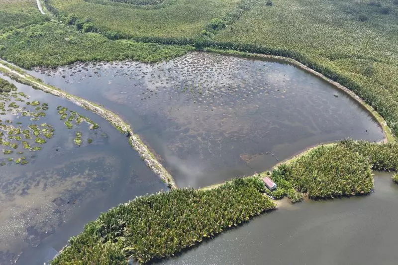 Kemenhut wujudkan desa mandiri peduli mangrove lewat perdes