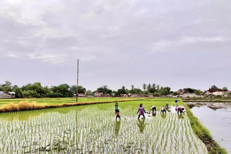 NTB punya 2.695 ton benih padi untuk masa tanam 2026