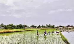 NTB punya 2.695 ton benih padi untuk masa tanam 2026