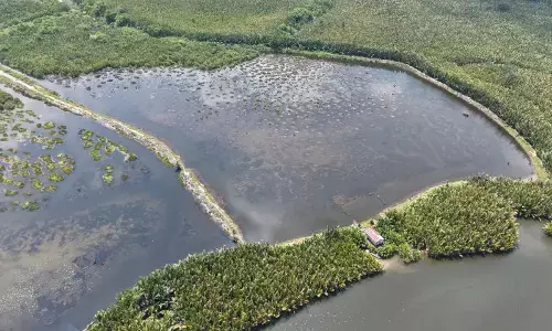 Kemenhut wujudkan desa mandiri peduli mangrove lewat perdes Kemenhut wujudkan desa mandiri peduli mangrove lewat perdes