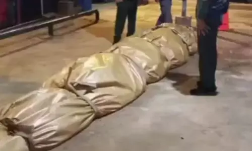 DPKP Inhil kirim buaya raksasa ke Jakarta untuk diawetkan DPKP Inhil kirim buaya raksasa ke Jakarta untuk diawetkan