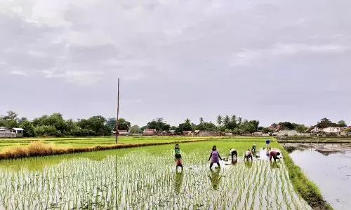 NTB punya 2.695 ton benih padi untuk masa tanam 2026 NTB punya 2.695 ton benih padi untuk masa tanam 2026