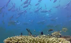 KKP: RI perkuat kaliasi global soal aksi iklim berbasis laut