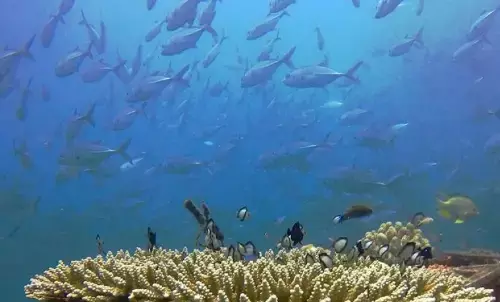 KKP: RI perkuat kaliasi global soal aksi iklim berbasis laut KKP: RI perkuat kaliasi global soal aksi iklim berbasis laut