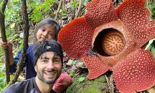 Dua Bunga Rafflesia Arnoldii mekar sempurna di Rejang Lebong Bengkulu Dua Bunga Rafflesia Arnoldii mekar sempurna di Rejang Lebong Bengkulu