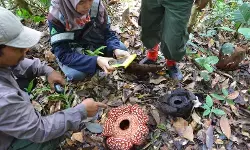 Rafflesia Pricei: Dulunya pakan anjing, kini jadi daya tarik wisata