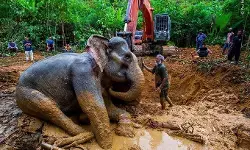 Gajah Sumatra Mati terjebak jerat sawit di Leuser