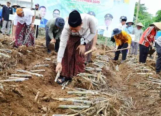 Wujudkan Swasembada Gula Nasional 2028, Pemkab Kudus perluas area tanam tebu