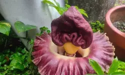 Warga Mataram dihebohkan kemunculan bunga bangkai