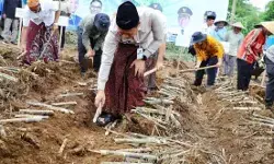 Wujudkan Swasembada Gula Nasional 2028, Pemkab Kudus perluas area tanam tebu