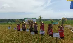 Panen raya padi semi organik Desa Kemetul jadi perhatian Pemkab Semarang Panen raya padi semi organik Desa Kemetul jadi perhatian Pemkab Semarang