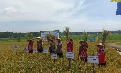 Panen raya padi semi organik Desa Kemetul jadi perhatian Pemkab Semarang