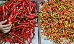 PIHPS: Harga cabai rawit Rp51.650/kg, telur ayam Rp31.800/kg