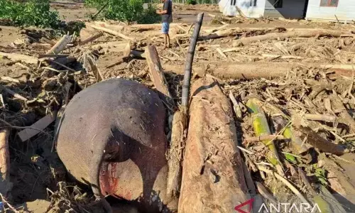 WALHI dorong pemerintah lakukan pemulihan alam pascabencana Aceh WALHI dorong pemerintah lakukan pemulihan alam pascabencana Aceh