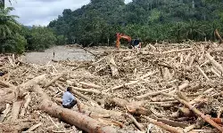 Kemenhut soroti potensi kayu banjir dari kayu ilegal dan pembalakan