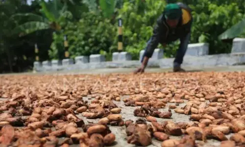 Pasokan membaik, harga kakao Afrika Barat turun Pasokan membaik, harga kakao Afrika Barat turun