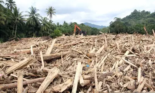 KLH akan lakukan penyelidikan sumber kayu dan faktor banjir Sumatera