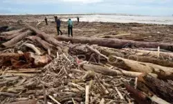 Ahli Kebijakan Hutan: Kayu gelondongan pascabanjir harus diinvestigasi Ahli Kebijakan Hutan: Kayu gelondongan pascabanjir harus diinvestigasi