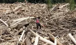 Kemenhut dan Polri bentuk tim investigasi asal kayu terseret banjir Kemenhut dan Polri bentuk tim investigasi asal kayu terseret banjir