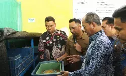 Pemkab Serang Banten kembangkan budidaya maggot untuk urai sampah