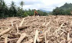 Guru Besar IPB: Kayu gelondongan banjir Sumatera libatkan manusia
