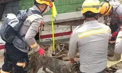 Polda Sumut gerakkan Tim K-9 intensifkan pencarian korban di Tapsel Polda Sumut gerakkan Tim K-9 intensifkan pencarian korban di Tapsel