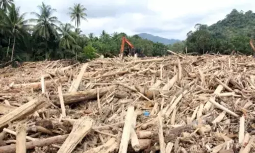 Guru Besar IPB: Kayu gelondongan banjir Sumatera libatkan manusia