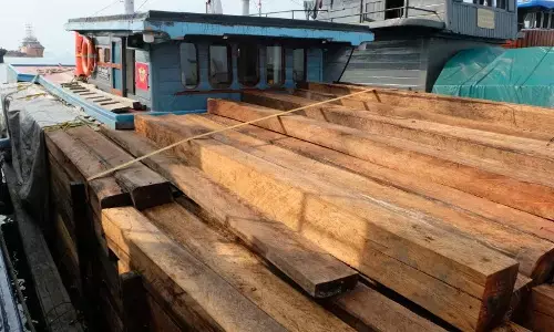 1.250 balok kayu ilegal berhasil diamankan Bea Cukai Batam 1.250 balok kayu ilegal berhasil diamankan Bea Cukai Batam