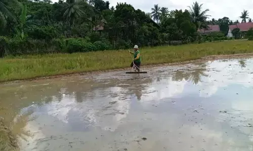 Petani Kaltim masih sejahtera dibuktikan dengan NTP tinggi