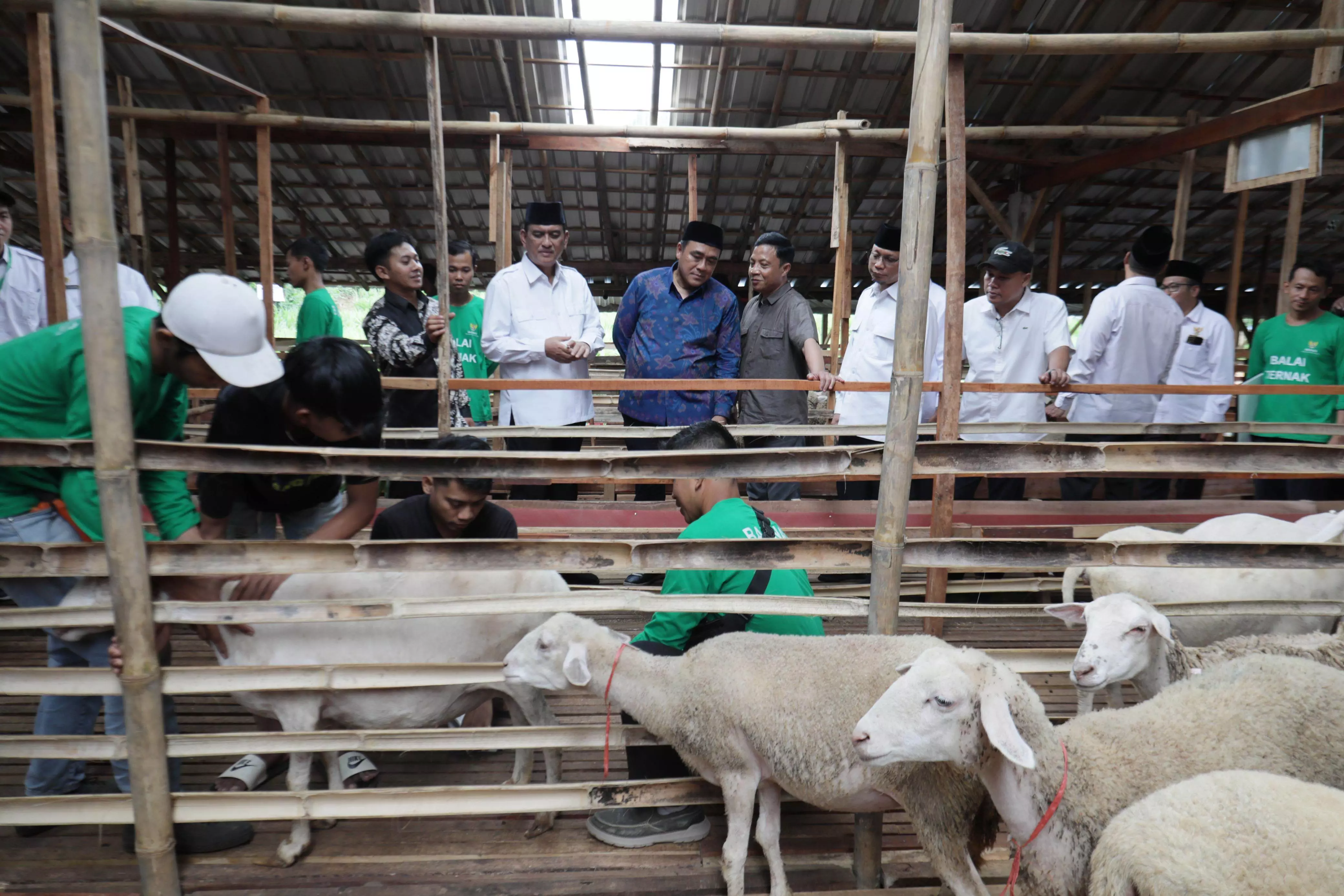 Perkuat ekonomi mustahik, BAZNAS RI resmikan Balai Ternak Pemalang Perkuat ekonomi mustahik, BAZNAS RI resmikan Balai Ternak Pemalang