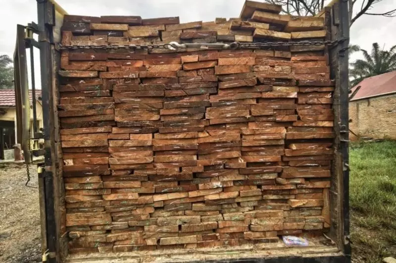 Polda Riau amankan perambah hutan dengan 10 kubik kayu olahan Polda Riau amankan perambah hutan dengan 10 kubik kayu olahan