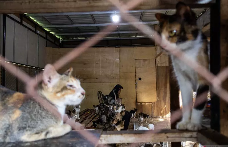 Salmiati si penyelamat kucing di tengah terjangan banjir bandang Salmiati si penyelamat kucing di tengah terjangan banjir bandang