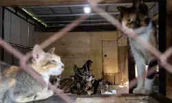 Salmiati si penyelamat kucing di tengah terjangan banjir bandang Salmiati si penyelamat kucing di tengah terjangan banjir bandang