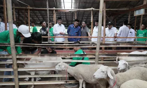 Perkuat ekonomi mustahik, BAZNAS RI resmikan Balai Ternak Pemalang Perkuat ekonomi mustahik, BAZNAS RI resmikan Balai Ternak Pemalang
