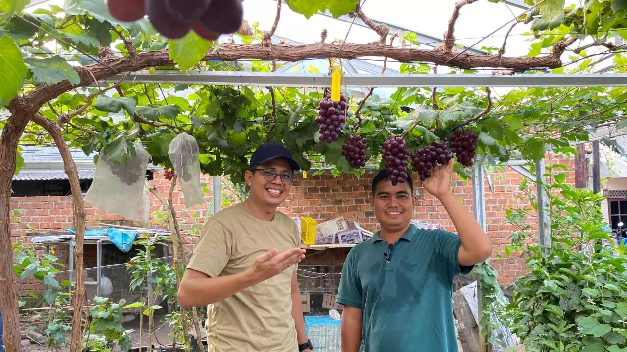 Suara Pangan Elshinta: Dari panas kota muncul keajaiban anggur Palembang Suara Pangan Elshinta: Dari panas kota muncul keajaiban anggur Palembang