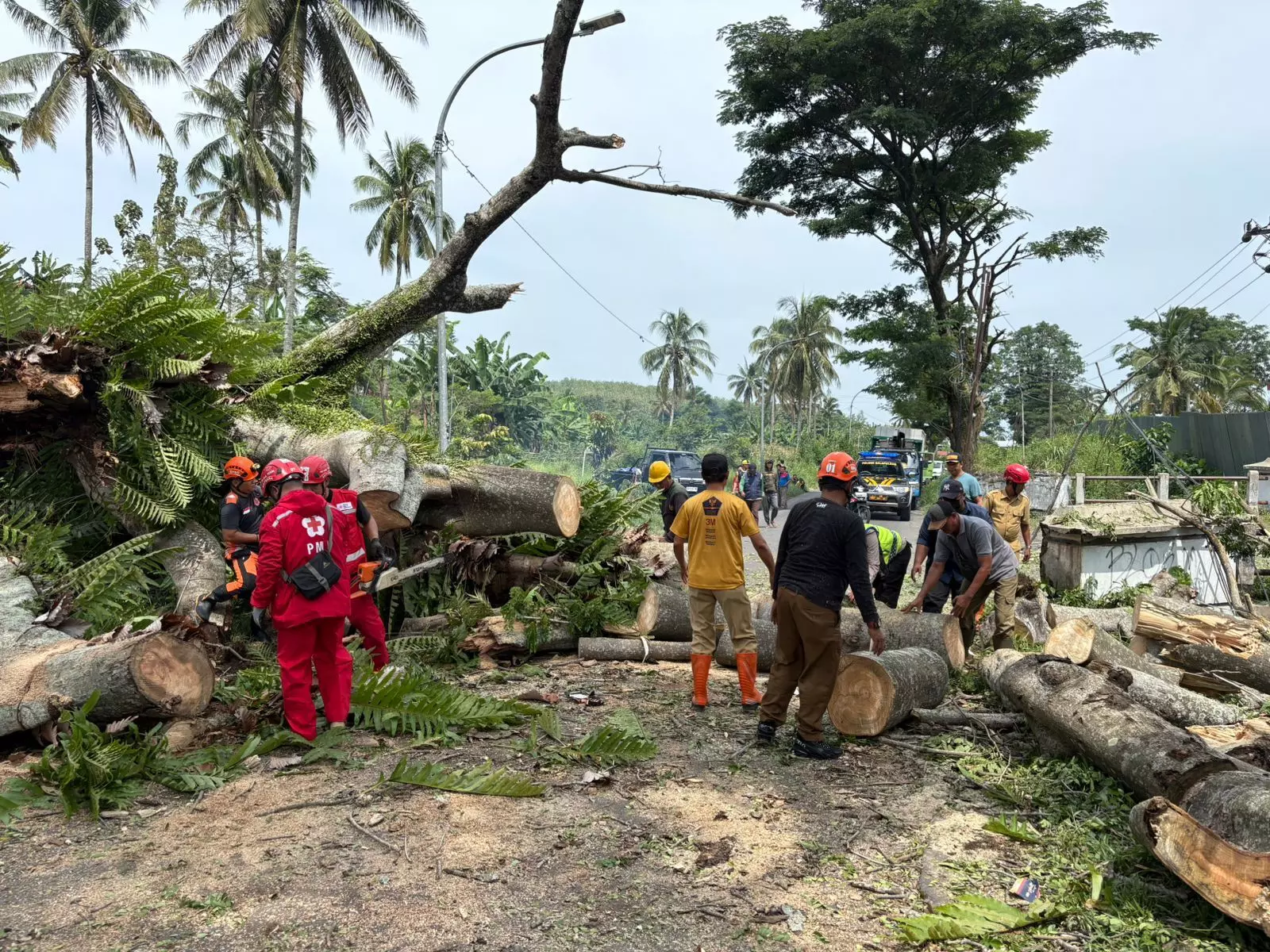 Dua pengendara di Jalan Guci-Kalibakung luka-luka tersapu pohon tumbang Dua pengendara di Jalan Guci-Kalibakung luka-luka tersapu pohon tumbang