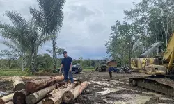 Kemenhut tindak 11 entitas usaha diduga jadi faktor banjir di Tapsel