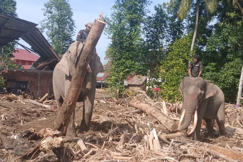 Aceh larang kayu sisa banjir bandang dibawa keluar daerah