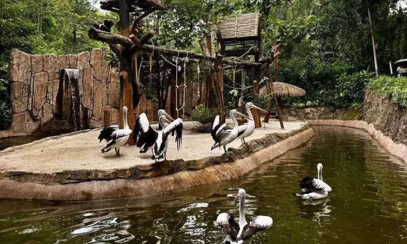 YMT: Bandung Zoo tak perlu galang donasi untuk satwa