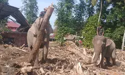 Aceh larang kayu sisa banjir bandang dibawa keluar daerah