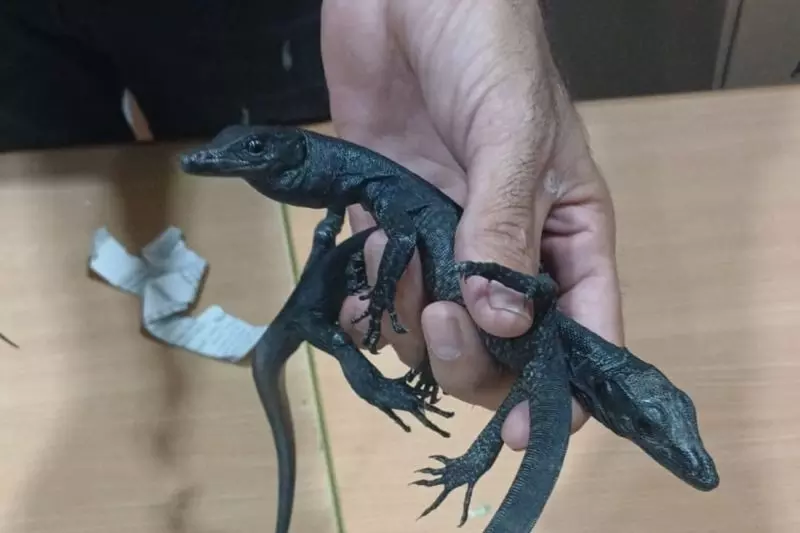 Kemenhut gagalkan upaya WNA Mesir selundupkan reptil dilindungi Kemenhut gagalkan upaya WNA Mesir selundupkan reptil dilindungi