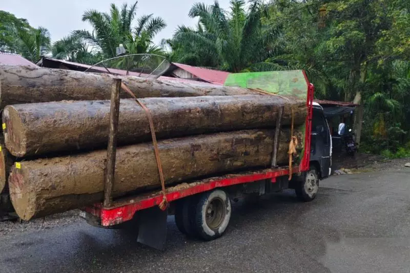 LSM minta polisi usut pengiriman kayu di Aceh Barat saat bencana LSM minta polisi usut pengiriman kayu di Aceh Barat saat bencana