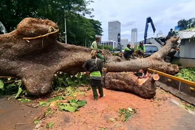 Pemprov DKI antisipasi cuaca ekstrem dan pohon tumbang Pemprov DKI antisipasi cuaca ekstrem dan pohon tumbang