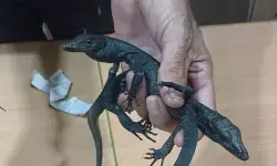 Kemenhut gagalkan upaya WNA Mesir selundupkan reptil dilindungi