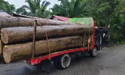 LSM minta polisi usut pengiriman kayu di Aceh Barat saat bencana