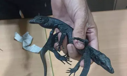 Kemenhut gagalkan upaya WNA Mesir selundupkan reptil dilindungi Kemenhut gagalkan upaya WNA Mesir selundupkan reptil dilindungi