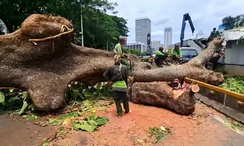 Pemprov DKI antisipasi cuaca ekstrem dan pohon tumbang
