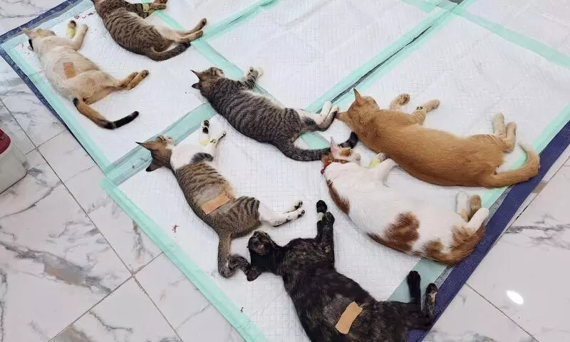 Target vaksinasi dan sterilisasi hewan 2025 Jaksel tercapai Target vaksinasi dan sterilisasi hewan 2025 Jaksel tercapai